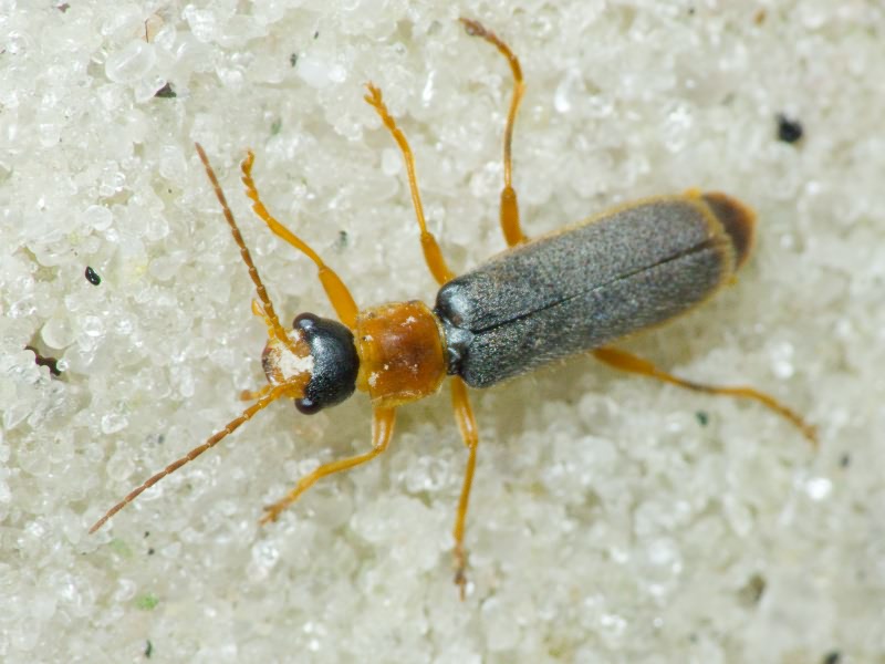 Cantharis lateralis Linnaeus, 1758